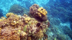Cozumel healthy coral